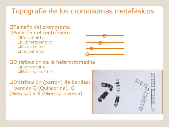 Topografía de los cromosomas metafásicos q. Tamaño del cromosoma q. Posición del centrómero q.