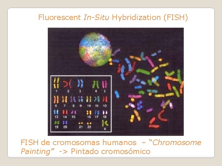 Fluorescent In-Situ Hybridization (FISH) FISH de cromosomas humanos – “Chromosome Painting" -> Pintado cromosómico
