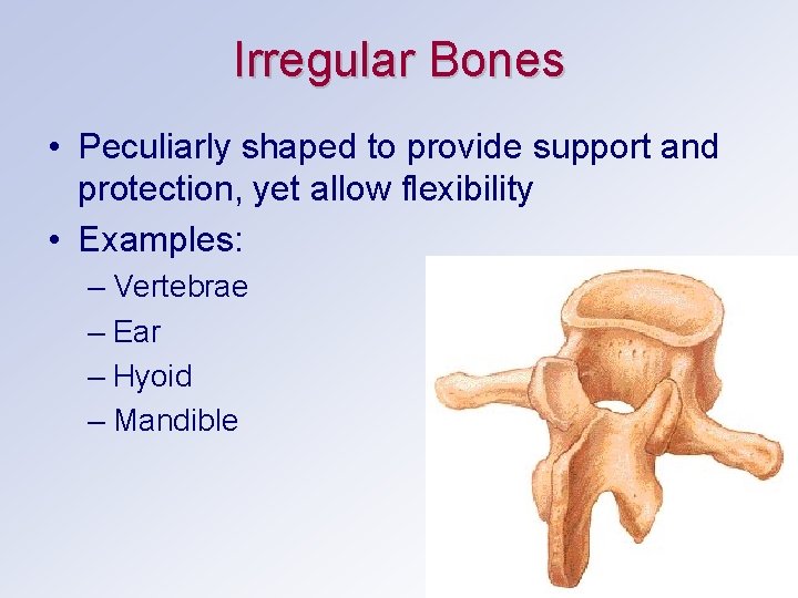 Irregular Bones • Peculiarly shaped to provide support and protection, yet allow flexibility •