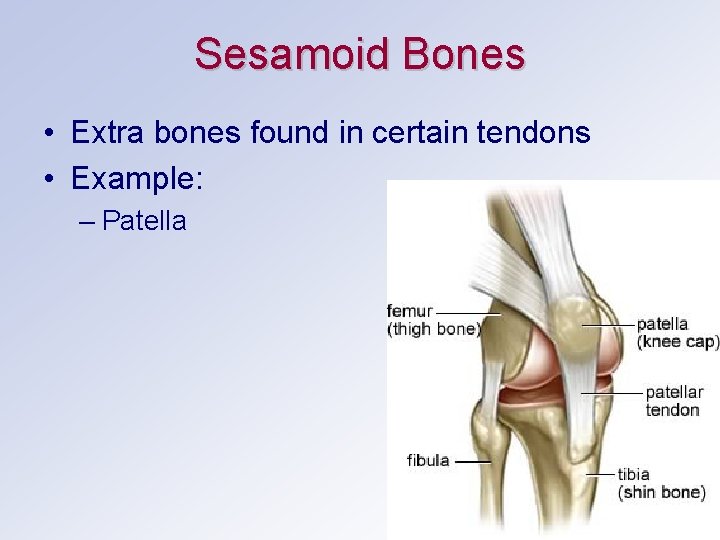 Sesamoid Bones • Extra bones found in certain tendons • Example: – Patella 