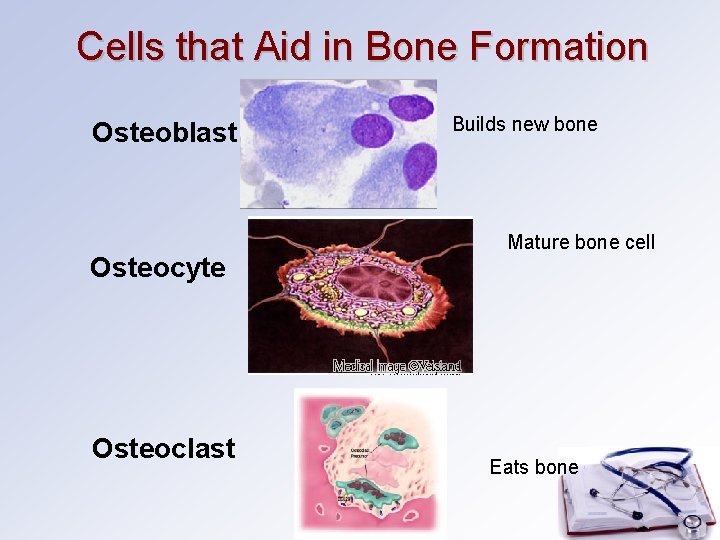 Cells that Aid in Bone Formation Osteoblast Osteocyte Osteoclast Builds new bone Mature bone