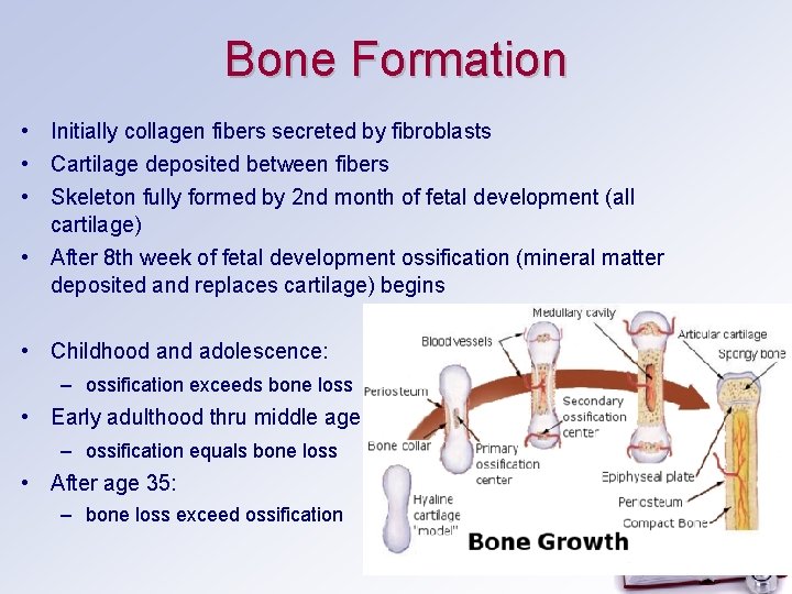 Bone Formation • Initially collagen fibers secreted by fibroblasts • Cartilage deposited between fibers