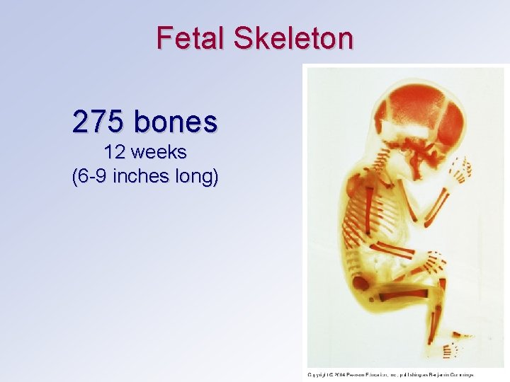 Fetal Skeleton 275 bones 12 weeks (6 -9 inches long) 