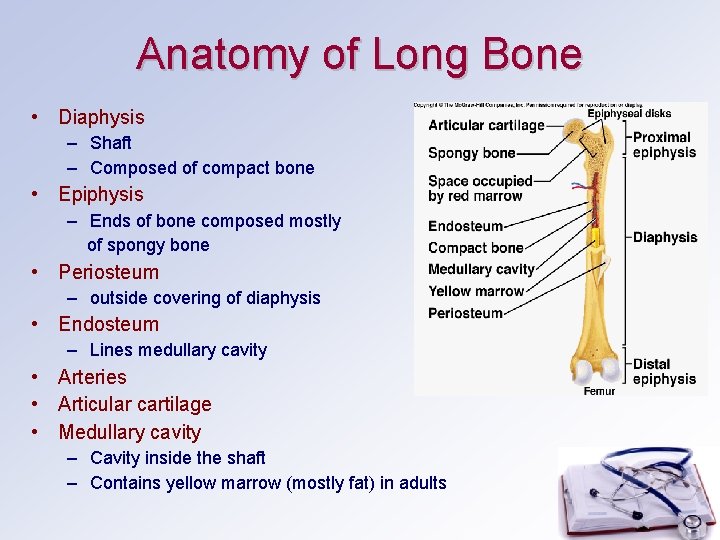 Anatomy of Long Bone • Diaphysis – Shaft – Composed of compact bone •