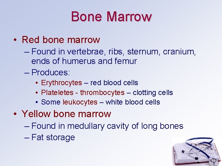Bone Marrow • Red bone marrow – Found in vertebrae, ribs, sternum, cranium, ends