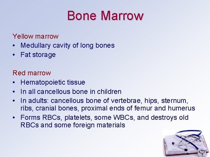 Bone Marrow Yellow marrow • Medullary cavity of long bones • Fat storage Red