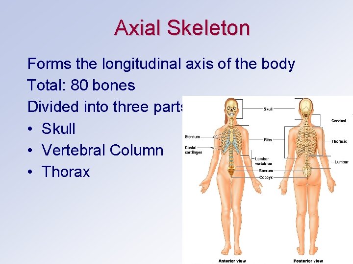 Axial Skeleton Forms the longitudinal axis of the body Total: 80 bones Divided into
