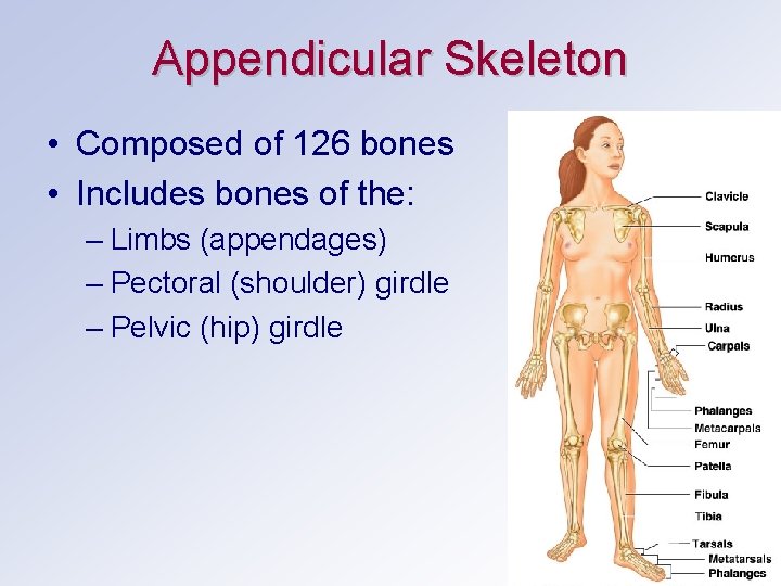 Appendicular Skeleton • Composed of 126 bones • Includes bones of the: – Limbs