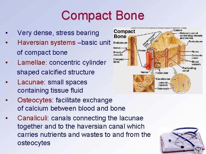 Compact Bone • Very dense, stress bearing • Haversian systems –basic unit of compact