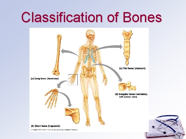 Classification of Bones Classification of Bones