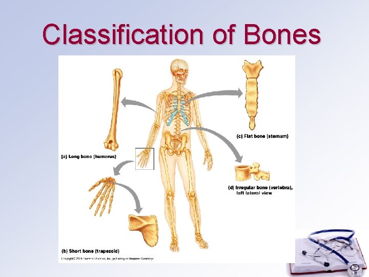 Classification of Bones 