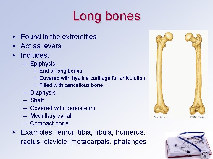 Long bones • Found in the extremities • Act as levers • Includes: – Long bones • Found in the extremities • Act as levers • Includes: –