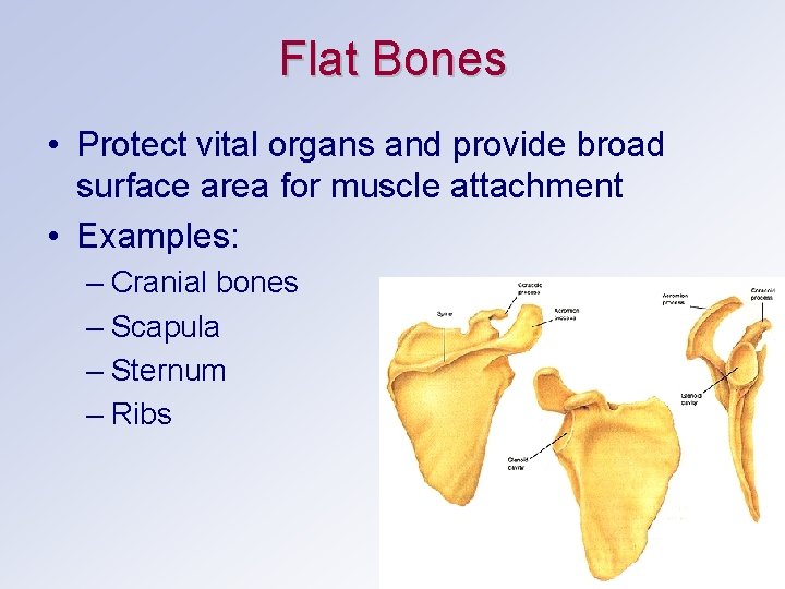 Flat Bones • Protect vital organs and provide broad surface area for muscle attachment Flat Bones • Protect vital organs and provide broad surface area for muscle attachment
