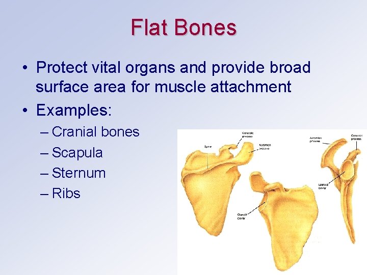 Flat Bones • Protect vital organs and provide broad surface area for muscle attachment