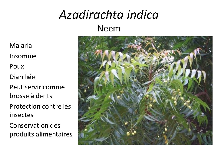 Azadirachta indica Neem Malaria Insomnie Poux Diarrhée Peut servir comme brosse à dents Protection