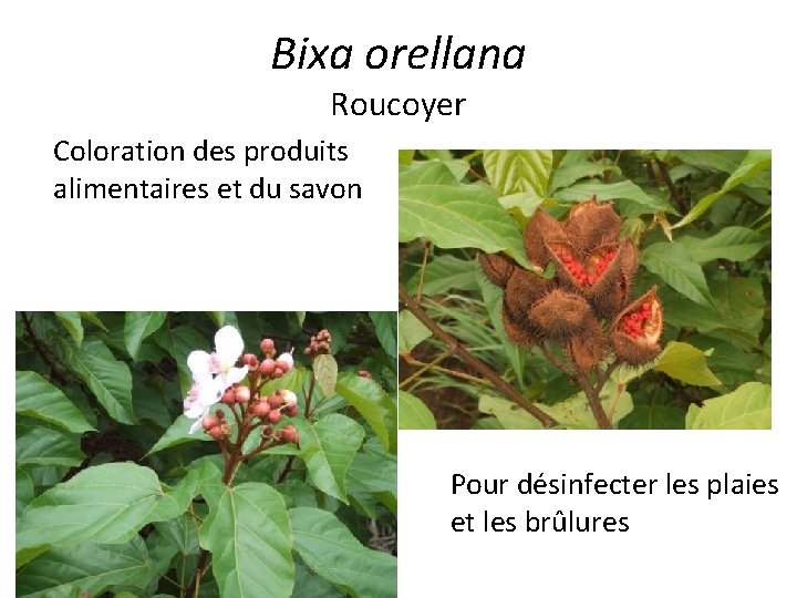 Bixa orellana Roucoyer Coloration des produits alimentaires et du savon Pour désinfecter les plaies