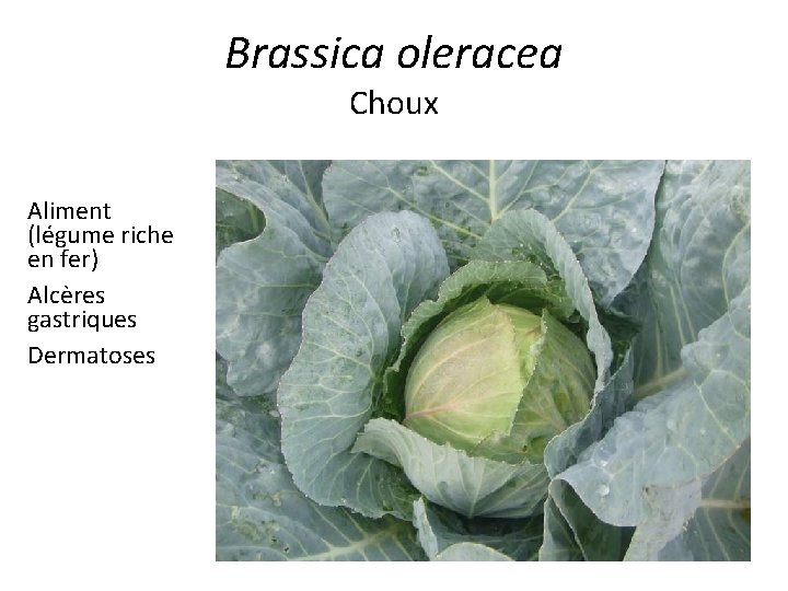 Brassica oleracea Choux Aliment (légume riche en fer) Alcères gastriques Dermatoses 