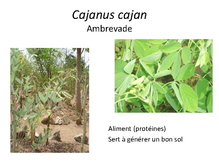 Cajanus cajan Ambrevade Aliment (protéines) Sert à générer un bon sol 