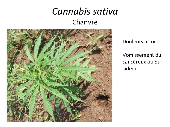 Cannabis sativa Chanvre Douleurs atroces Vomissement du cancéreux ou du sidéen 