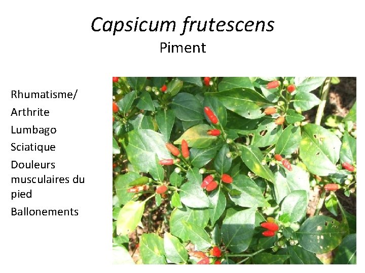Capsicum frutescens Piment Rhumatisme/ Arthrite Lumbago Sciatique Douleurs musculaires du pied Ballonements 