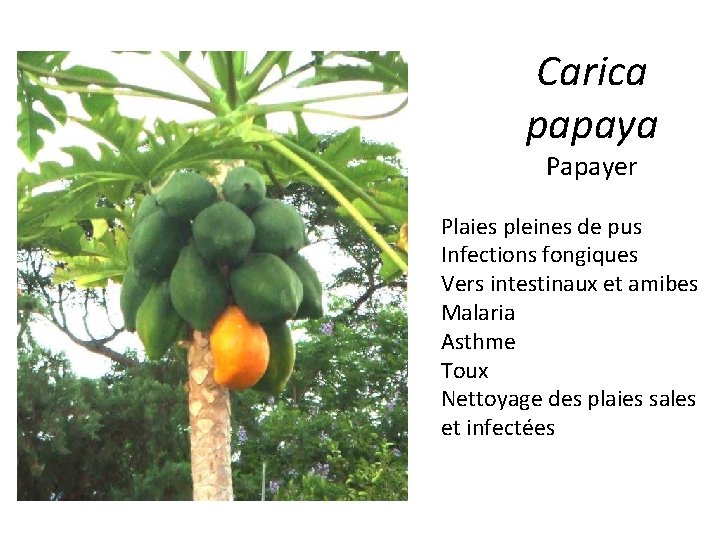 Carica papaya Papayer Plaies pleines de pus Infections fongiques Vers intestinaux et amibes Malaria