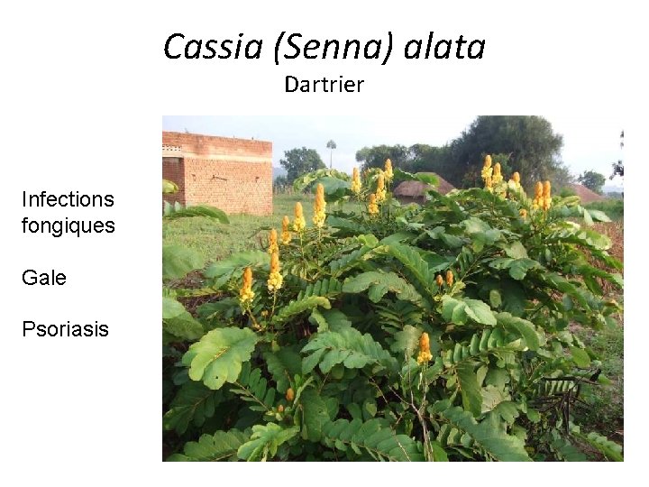Cassia (Senna) alata Dartrier Infections fongiques Gale Psoriasis 