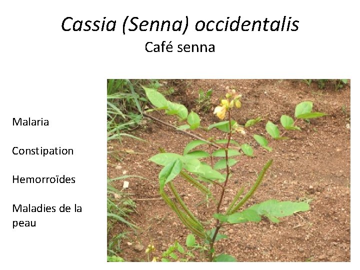 Cassia (Senna) occidentalis Café senna Malaria Constipation Hemorroïdes Maladies de la peau 