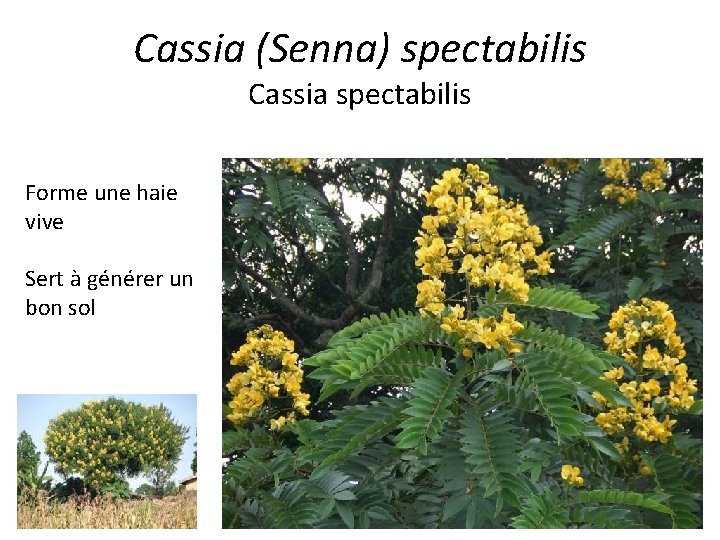 Cassia (Senna) spectabilis Cassia spectabilis Forme une haie vive Sert à générer un bon