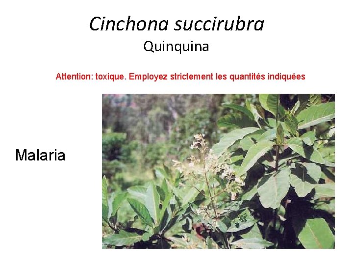 Cinchona succirubra Quinquina Attention: toxique. Employez strictement les quantités indiquées Malaria 