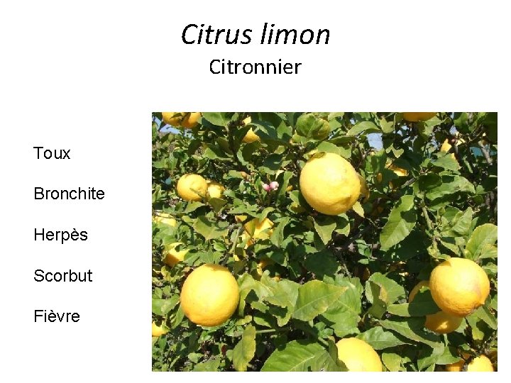 Citrus limon Citronnier Toux Bronchite Herpès Scorbut Fièvre 