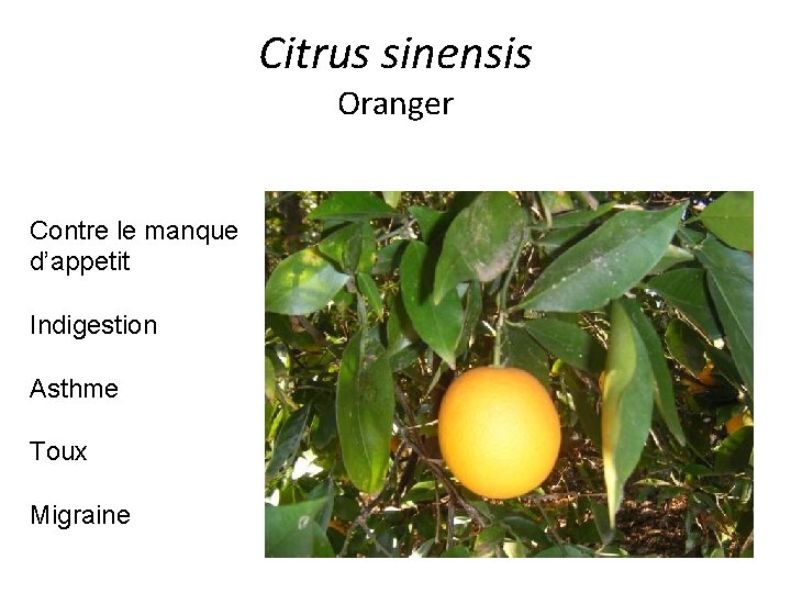 Citrus sinensis Oranger Contre le manque d’appetit Indigestion Asthme Toux Migraine 