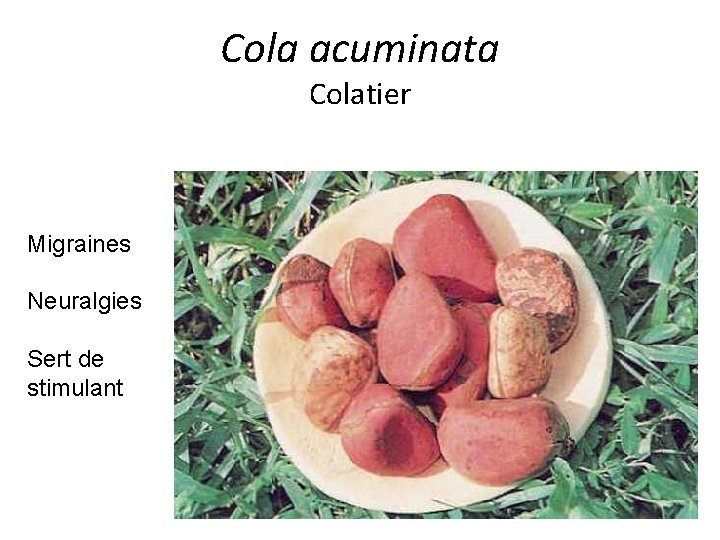 Cola acuminata Colatier Migraines Neuralgies Sert de stimulant 