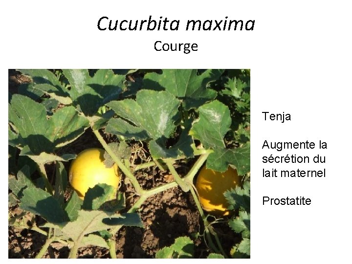 Cucurbita maxima Courge Tenja Augmente la sécrétion du lait maternel Prostatite 