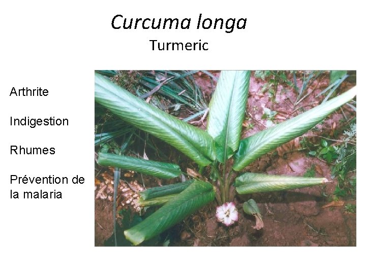 Curcuma longa Turmeric Arthrite Indigestion Rhumes Prévention de la malaria 