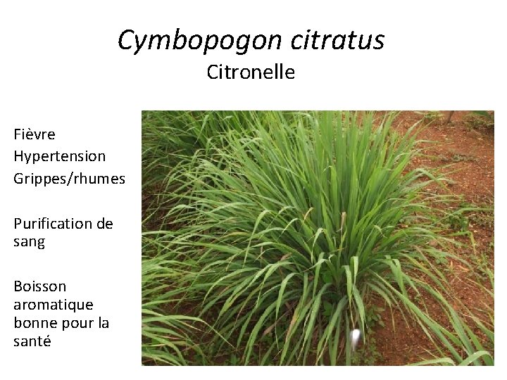 Cymbopogon citratus Citronelle Fièvre Hypertension Grippes/rhumes Purification de sang Boisson aromatique bonne pour la