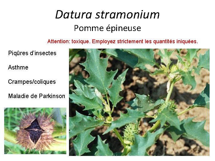 Datura stramonium Pomme épineuse Attention: toxique. Employez strictement les quantités iniquées. Piqûres d’insectes Asthme