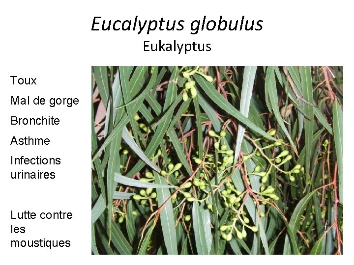 Eucalyptus globulus Eukalyptus Toux Mal de gorge Bronchite Asthme Infections urinaires Lutte contre les