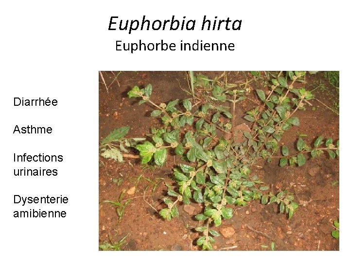Euphorbia hirta Euphorbe indienne Diarrhée Asthme Infections urinaires Dysenterie amibienne 