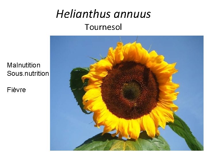 Helianthus annuus Tournesol Malnutition Sous. nutrition Fièvre 