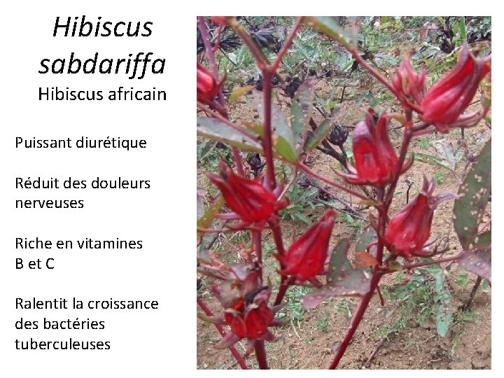 Hibiscus sabdariffa Hibiscus africain Puissant diurétique Réduit des douleurs nerveuses Riche en vitamines B