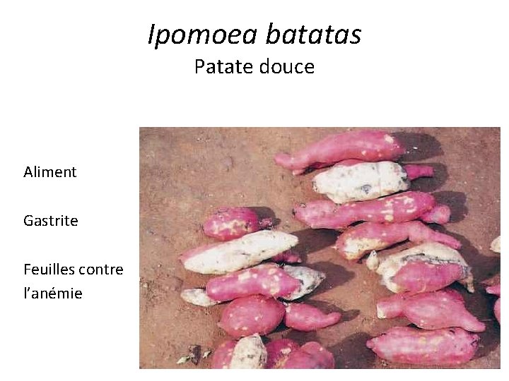 Ipomoea batatas Patate douce Aliment Gastrite Feuilles contre l’anémie 