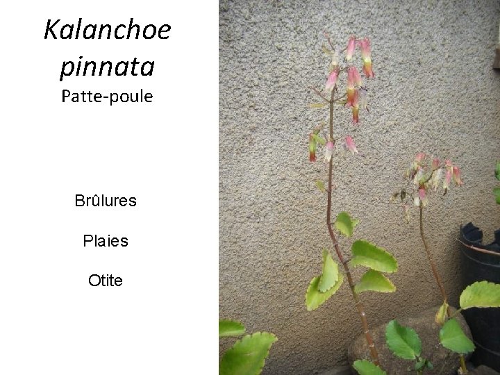 Kalanchoe pinnata Patte-poule Brûlures Plaies Otite 