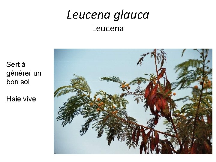 Leucena glauca Leucena Sert à générer un bon sol Haie vive 