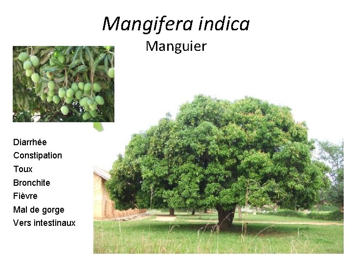 Mangifera indica Manguier Diarrhée Constipation Toux Bronchite Fièvre Mal de gorge Vers intestinaux 