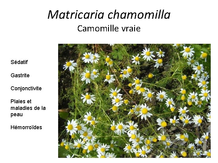 Matricaria chamomilla Camomille vraie Sédatif Gastrite Conjonctivite Plaies et maladies de la peau Hémorroïdes