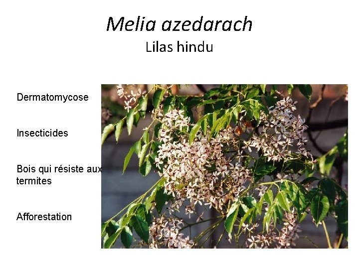 Melia azedarach Lilas hindu Dermatomycose Insecticides Bois qui résiste aux termites Afforestation 