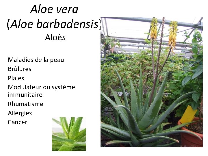 Aloe vera (Aloe barbadensis) Aloès Maladies de la peau Brûlures Plaies Modulateur du système