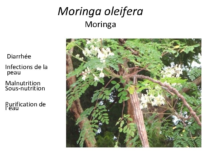 Moringa oleifera Moringa Diarrhée Infections de la peau Malnutrition Sous-nutrition Purification de l’eau 