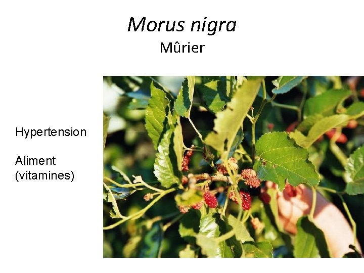 Morus nigra Mûrier Hypertension Aliment (vitamines) 