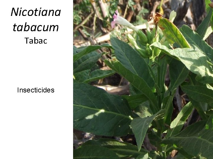 Nicotiana tabacum Tabac Insecticides 